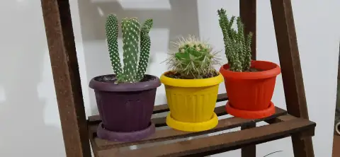 Planters & gamla: three green cactus plants with assorted-color planters on brown shelf