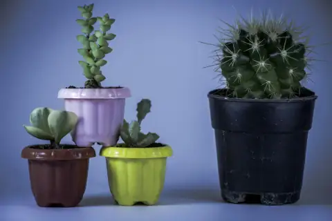 Planters & gamla: green succulent plant on red plastic pot
