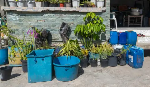 Tubs & tokna: Various potted plants and blue containers outdoors