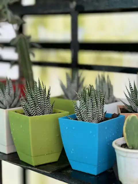 Planters & gamla: a row of potted plants sitting on top of a shelf