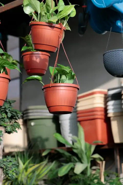 Planters & gamla: Green pothos plants in hanging brown plastic pots in a garden center